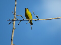 Chlorophonia elegantissima