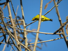 Chlorophonia elegantissima