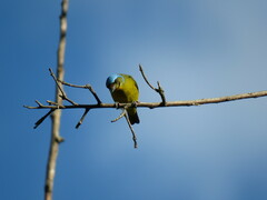 Chlorophonia elegantissima