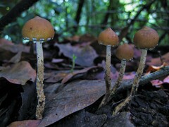 Psilocybe zapotecorum