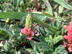 Indigofera hendecaphylla