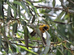 Icterus cucullatus