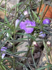 Agalinis tenuifolia
