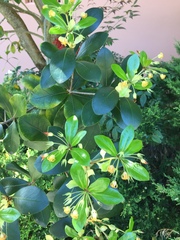 Pittosporum roimata