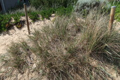Spinifex hirsutus
