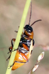 Paranapiacaba tricincta