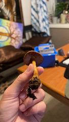 Cortinarius semisanguineus