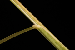 Muhlenbergia schreberi