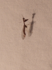 Leptomantispa pulchella