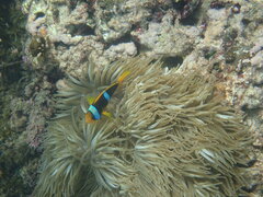 Amphiprion chrysopterus