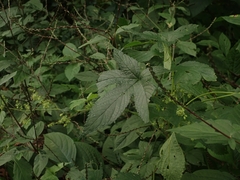 Humulus scandens