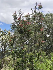 Calliandra houstoniana