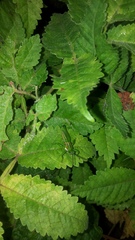 Sphenarium