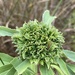 Giant Goldenrod Bunch Gall Midge - Photo (c) Dan MacNeal, some rights reserved (CC BY), uploaded by Dan MacNeal
