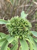 Giant Goldenrod Bunch Gall Midge - Photo (c) Dan MacNeal, some rights reserved (CC BY), uploaded by Dan MacNeal