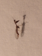 Leptomantispa pulchella