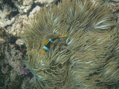 Amphiprion chrysopterus