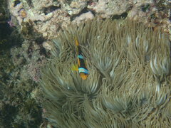 Amphiprion chrysopterus