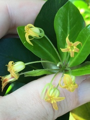 Pittosporum roimata
