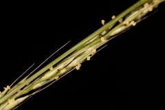 Muhlenbergia schreberi