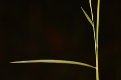 Muhlenbergia schreberi