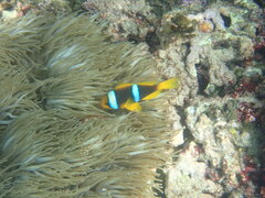 Amphiprion chrysopterus