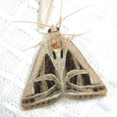 Callistege intercalaris