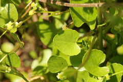 Ranunculus bonariensis
