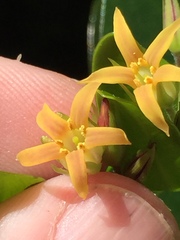 Pittosporum roimata