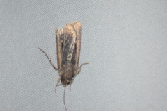 Feltia subterranea