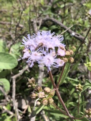 Ageratum corymbosum