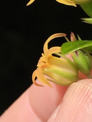 Pittosporum roimata
