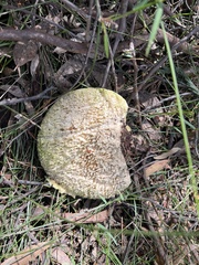Laetiporus portentosus