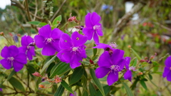 Melastomeae