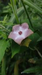 Polystemma guatemalense