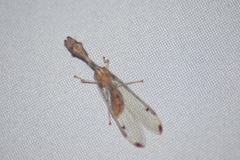 Dicromantispa interrupta