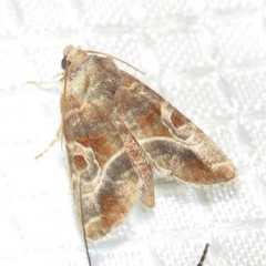 Hexorthodes accurata