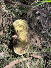 Laetiporus portentosus