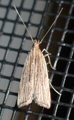 Helcystogramma hystricella