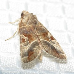 Hexorthodes accurata