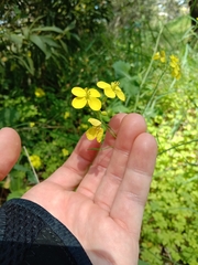 Brassica juncea