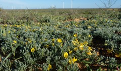 Calobota lotononoides