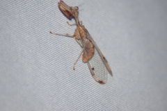 Dicromantispa interrupta