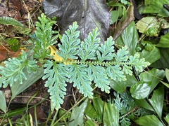 Selaginella willdenowii