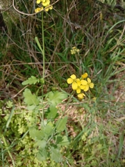 Brassica juncea
