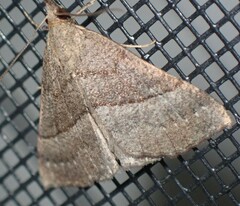Hypena atomaria