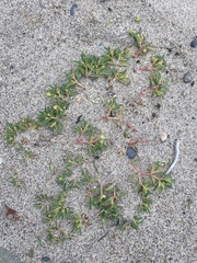 Euphorbia polygonifolia