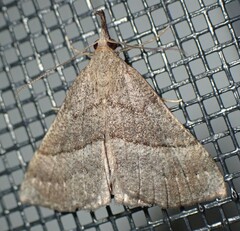 Hypena atomaria