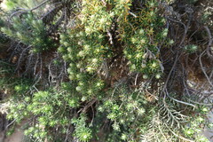 Ozothamnus turbinatus