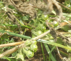 Solanum physalifolium